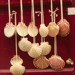 coquilles